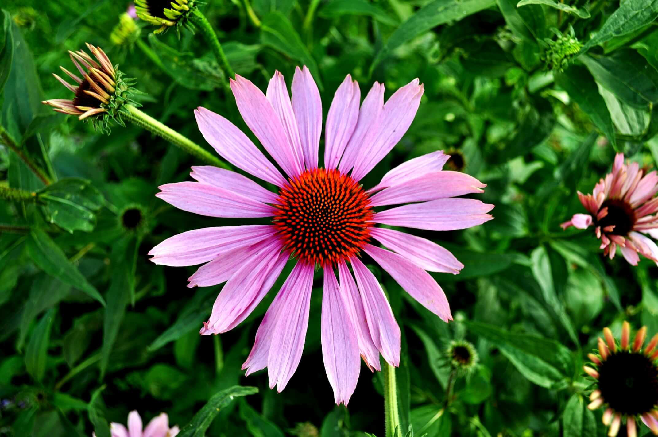 Canva-Selective-Focus-Photography-of-Pink-Petaled-Flower-min